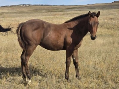 Bluestem Bon Jovi JW<BR>AQHA 6494228